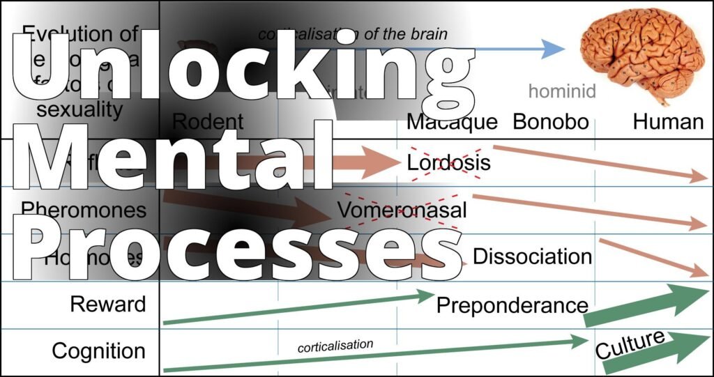 Evolution of the biological factors of sexual behavior - the four stages of the brain